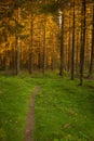 Spruce forest and path golden sunset light