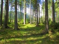 Spruce forest at Pokljuka in Triglav national park