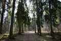 Spruce forest, road under the branches of trees. The high crowns of trees are directed to the sky. Moss at the roots of trees