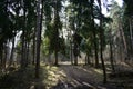 Spruce forest, road under the branches of trees. The high crowns of trees are directed to the sky. Ravine. Fallen trees near