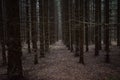 Spruce forest, slender rows of trees. Fallen leaves, green moss on the path in the forest. Smooth Royalty Free Stock Photo