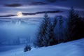 Spruce forest on a snow covered hill at night