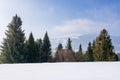 Spruce forest on the snow covered mountain meadow Royalty Free Stock Photo