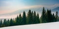 Spruce forest on a snow covered mountain meadow Royalty Free Stock Photo