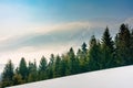 Spruce forest on a snow covered mountain meadow Royalty Free Stock Photo