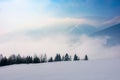 Spruce forest on a snow covered mountain meadow Royalty Free Stock Photo