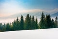 Spruce forest on a snow covered mountain meadow Royalty Free Stock Photo