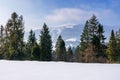 Spruce forest on the snow covered mountain meadow Royalty Free Stock Photo