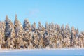 Spruce forest with snow by a frozen lake Royalty Free Stock Photo