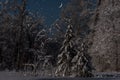 Spruce forest snow stars night winter Royalty Free Stock Photo