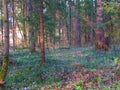 Spruce forest at Sorsko polje, Slovenia