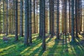 Spruce forest with sunbeams in backlight Royalty Free Stock Photo