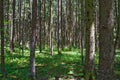 Spruce forest on a Sunny summer day. People look for and gather mushrooms