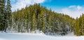 Spruce forest in winter