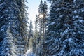 Spruce forest in winter with snow