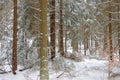 Spruce forest in winter Royalty Free Stock Photo