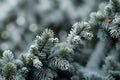 Spruce frozen twigs background for banner Royalty Free Stock Photo