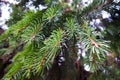 Spruce with sharp needles