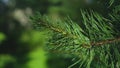 Spruce green twig after rain. Close up