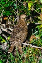 Spruce Grouse Royalty Free Stock Photo