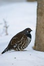 Spruce Grouse