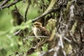 Spruce Grouse baby