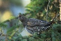 Spruce Grouse or Canada Grouse (Falcipennis canadensis), Alaska, United States