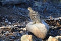 Spruce Grouse or Canada Grouse (Falcipennis canadensis), Alaska, United States