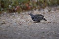 Spruce Grouse Falcipennis canadensis Royalty Free Stock Photo