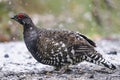 Spruce Grouse (Falcipennis canadensis) Royalty Free Stock Photo