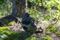 A Spruce Grouse in the forest, Alaska Wildlife,