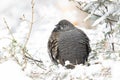 Spruce Grouse in the forest