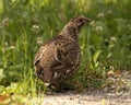 Spruce Grouse - Jasper National Park Royalty Free Stock Photo