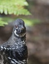 Spruce grouse male Falcipennis canadensis in Algonquin Park, Canada Royalty Free Stock Photo