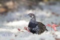 Spruce grouse male Falcipennis canadensis in Algonquin Park, Canada Royalty Free Stock Photo