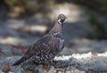 Spruce grouse male Falcipennis canadensis in lichen in Algonquin Park, Canada Royalty Free Stock Photo