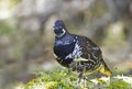 Spruce grouse male Falcipennis canadensis in lichen in Algonquin Park, Canada Royalty Free Stock Photo