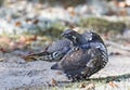 Spruce grouse male Falcipennis canadensis in Algonquin Park, Canada Royalty Free Stock Photo