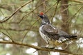 Spruce Grouse Male Royalty Free Stock Photo