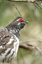 Spruce Grouse Male Royalty Free Stock Photo