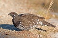 Spruce Grouse - male Royalty Free Stock Photo