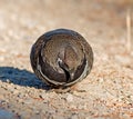 Spruce Grouse - male Royalty Free Stock Photo