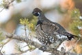 Spruce Grouse Royalty Free Stock Photo