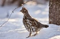 Spruce Grouse in Winter Royalty Free Stock Photo
