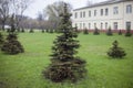 Spruce grows on the lawn. Park tree. Coniferous plant