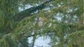 The Spruce Has The Young Bright And Green Branches In Spring. Green Spruce Branches In Spring Park. Still.