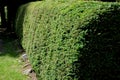 Spruce hedge is popular in mountain areas green pruned and shaped Royalty Free Stock Photo