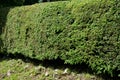 Spruce hedge is popular in mountain areas green pruned and shaped Royalty Free Stock Photo