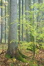 Spruce and hornbeam tree
