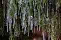 Spruce in icicles Royalty Free Stock Photo